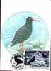 Carte Maximum With Birds  Raptors 1993 - Cygnes