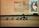 Romania  Carte Maximum With Birds WWF 1987. - Pélicans