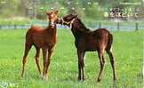 JAPON 2 POULAINS YOUNG HORSES SUPERBE - Horses