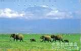 JAPON ELEPHANTS SAVANE RARE - Oerwoud