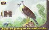 COSTA RICA OISEAU FAUCON RARE - Arenden & Roofvogels