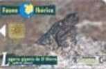 Fauna Iberica-Lizard-2 - Sonstige & Ohne Zuordnung