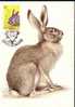 Carte Maximum Rabbits 1961 Of Romania. - Conejos