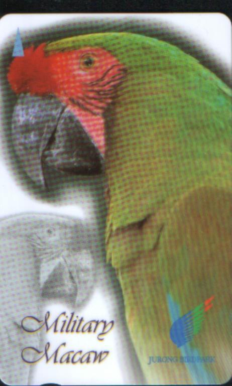 Military Macaw Parrot - Perroquets