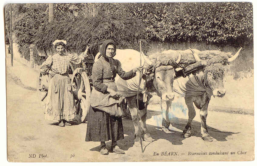 F1722 - En BéARN  -  Béarnaises Conduisant Un Char - Wagengespanne