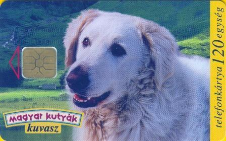 Hungary - P1997-10 - Kuvasz - Dog - Ungheria