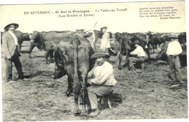 AUVERGNE  SUPERBE  LE VACHER AU TRAVAIL - Crías