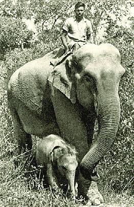 Elephantes Des Indes Et Son Petit - Elefanten