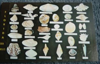 Cpm USA Coquillages Sea Shell De Floride - Seashells & Snail-shells