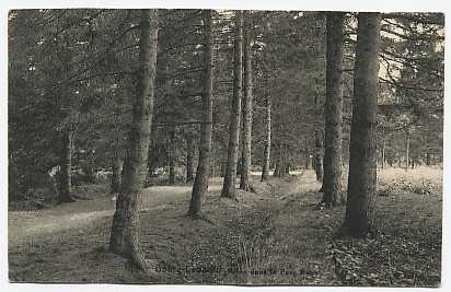 Beverloo - Bourg-Léopold - Allée Dans Le Parc Royal - Leopoldsburg (Beverloo Camp)