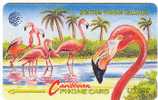 British Virgin - Flamingo - Bird - Andere & Zonder Classificatie