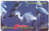 Cayman - Snowy Egret - Bird - Otros & Sin Clasificación