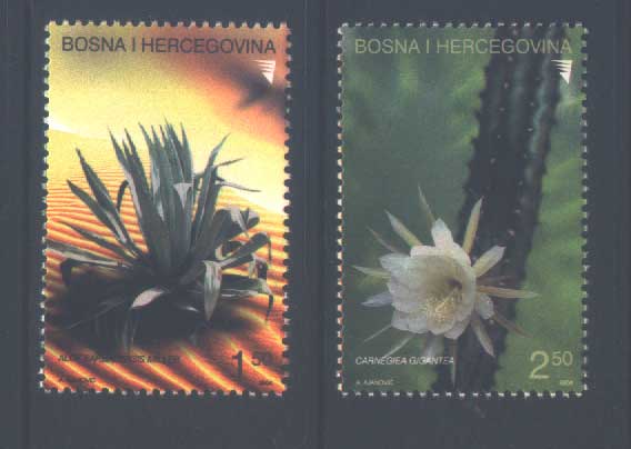 Bosnia Herzegovina Bosnie Herzégovine Cactus 2004 ** - Cactussen