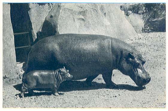 PARC ZOOLOGIQUE DU BOIS DE VINCENNES PARIS - 401 - Hippopotame Et Son Petit - Zoo - Hipopótamos