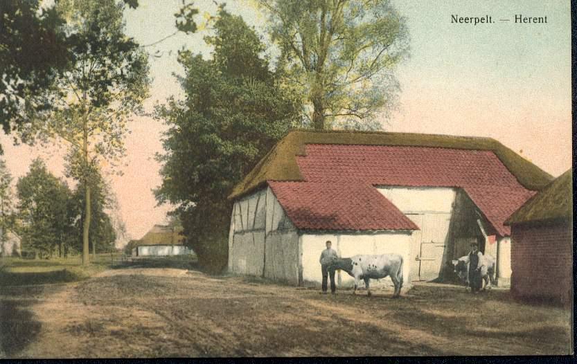 Neerpelt - Herent (ferme Vache) - Neuve. TB - Neerpelt