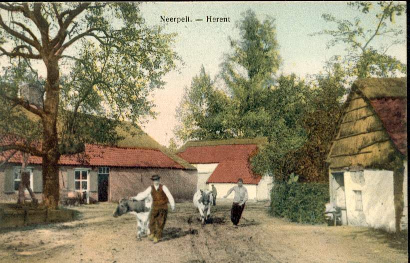 Neerpelt - Ferme + Vaches. Neuve Et TB En Couleurs - Neerpelt