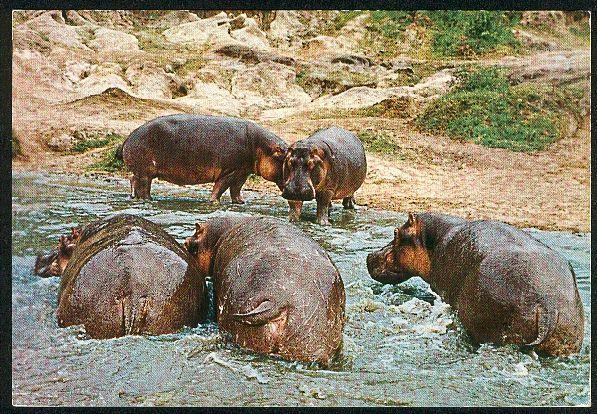 Hippopotames - Nilpferd - Ippopotamo - Hippopotames
