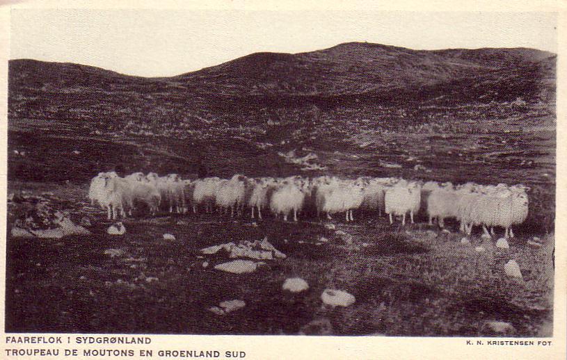 GROENLAND. Troupeau De Moutons En Groenland Sud. - Groenlandia
