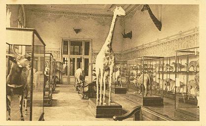 Tervueren Musée Du Congo Belge Salle Des Mamifères Zaal Der Zoogdieren -T5- - Tervuren