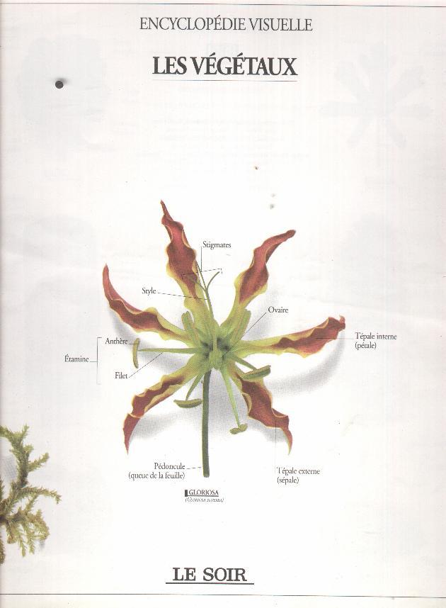 Les Végétaux - Encyclopédie Visuelle - Encyclopédies