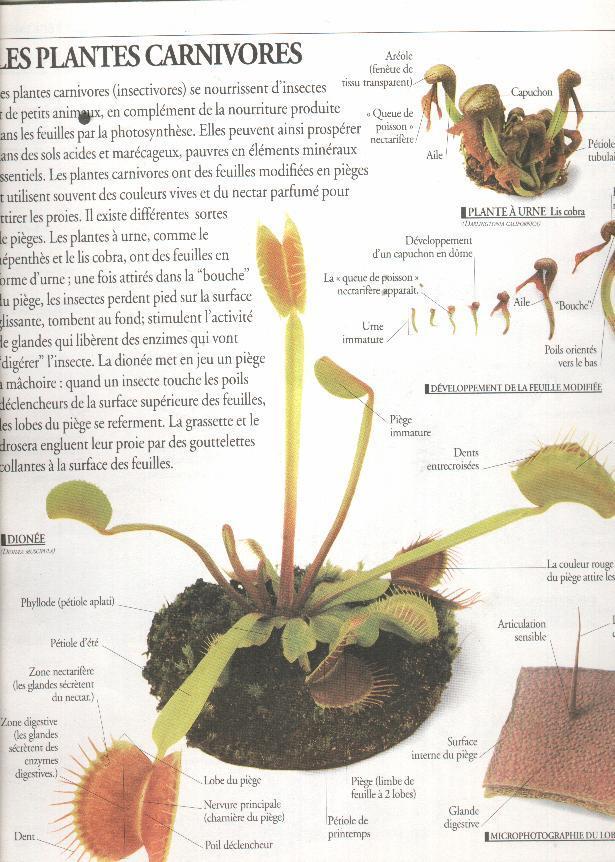 Les Végétaux - Encyclopédie Visuelle - Encyclopédies