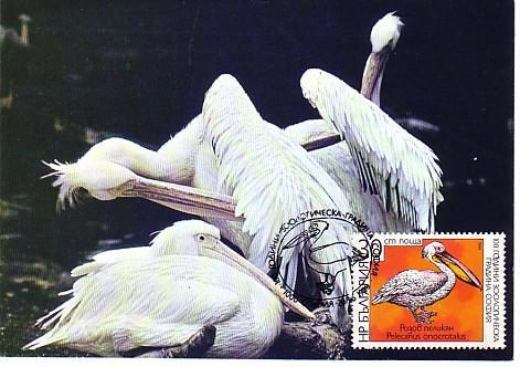 1988   BIRDS - PELICAN  Maximum Card  BULGARIA /Bulgarie - Unused Stamps