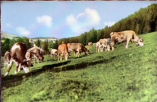 CARTE POSTALE DE PATURAGES AVEC DES VACHES EN FRANCHE-COMTE - Crías