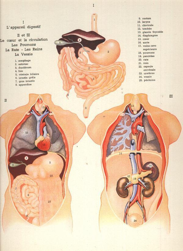 Encyclopédie Médicale Du XXe S. - Encyclopédies