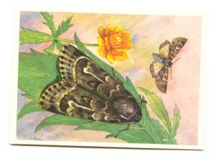Cpm Russe Papillon Anarta Richardson - Papillons