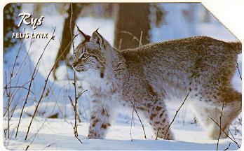 Poland - Rys - Felis Lynx - Otros & Sin Clasificación