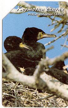 Poland - Bird - Kormoran - Phalacrocorax Carbo - Andere & Zonder Classificatie