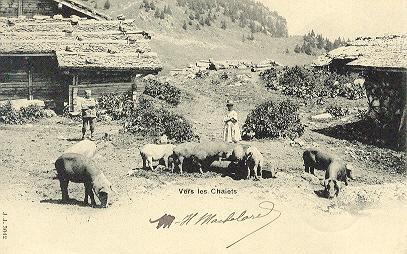 C P Vers Les Chalets  (troupeau De Cochons) - Cochons