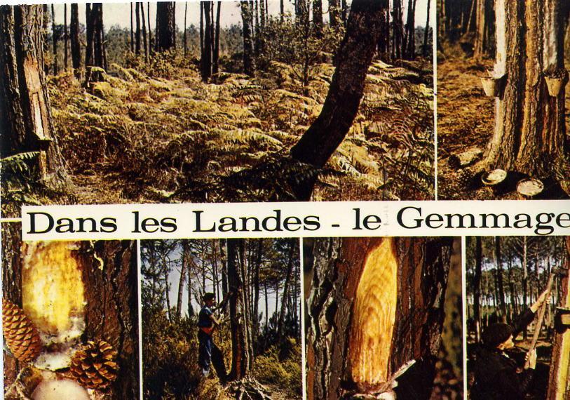 LE GEMMAGE   -   DANS LES LANDES    -    (1979) - Árboles