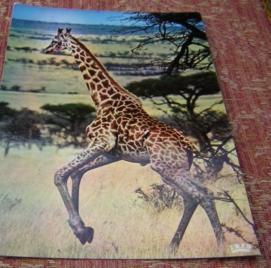 Cpm Girafe D Afrique Giraffe - Giraffes