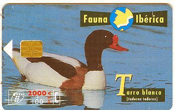 Spain - Fauna Ibérica - Bird - Tarro Blanco - Andere & Zonder Classificatie