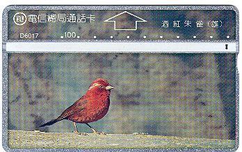 Taiwan - Bird - Andere & Zonder Classificatie