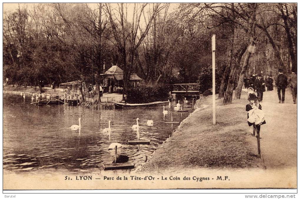 LYON 6 - Parc De La Tête D´Or. Le Coin Des Cygnes - Lyon 6