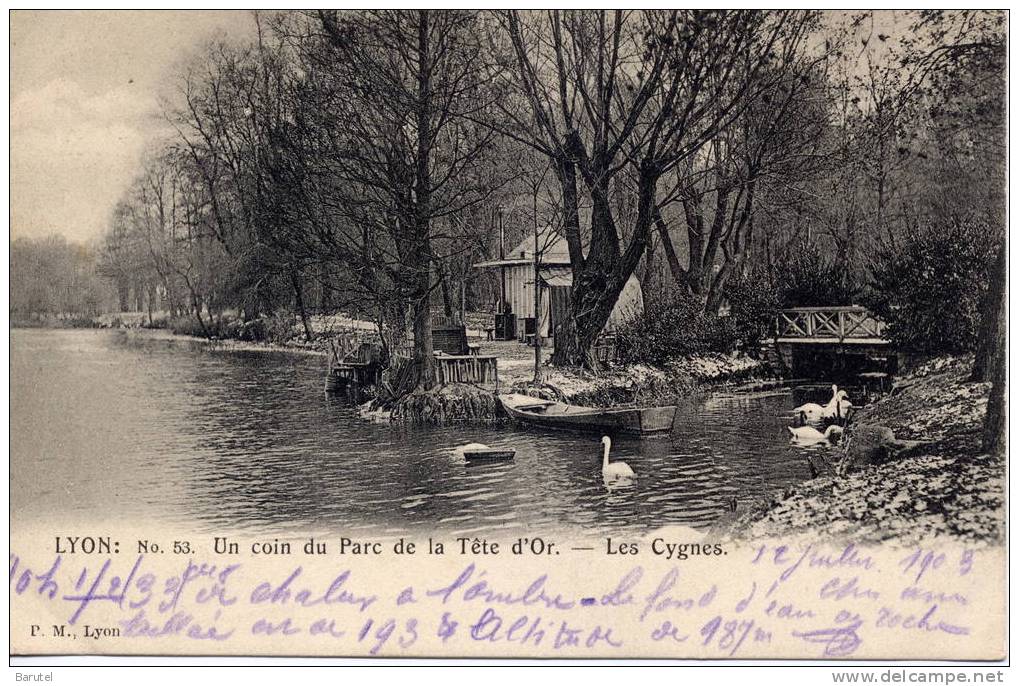 LYON 6 - Un Coin Du Parc De La Tête D´Or. Les Cygnes - Lyon 6