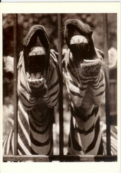 Zebre - Zebra's