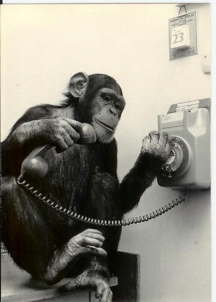 Singe Au Telephone - Monkeys