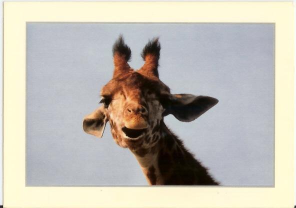 Rira,rira Pas ? (Girafe) - Giraffe