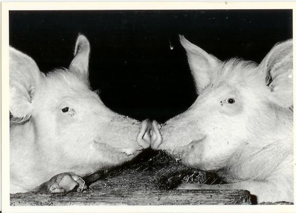 Cochon - Pigs