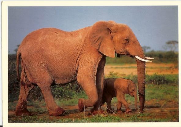 Bebe Elephant Avec Sa Mere - Elefantes
