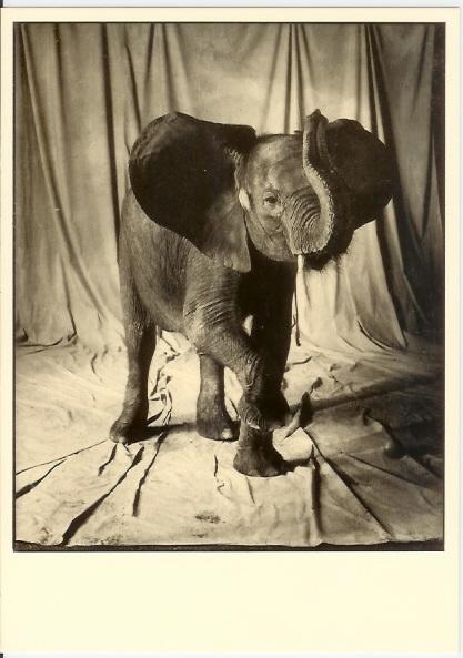 Jeune Elephant, Photo John Ferrara - Elefantes