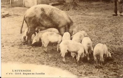 Cochon: L´Auvergne Repas En Famille - Pigs