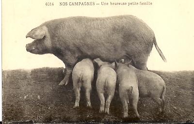 Cochon: Un Heureuse Petite Famille - Cochons
