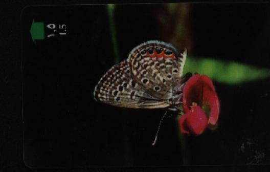 BUTTERFLY - Oman 2/8 - Papillons