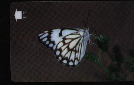 BUTTERFLY - Oman 5/8 - Farfalle