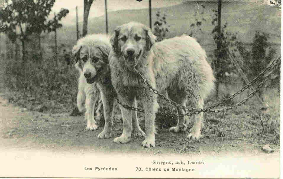 Chiens Des Pyrénées - Chiens De Montagne - (cp026) - Midi-Pyrénées