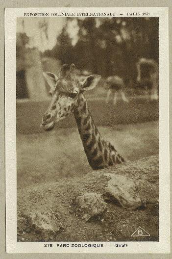 CPA GIRAFE PARIS 1931 - Giraffe